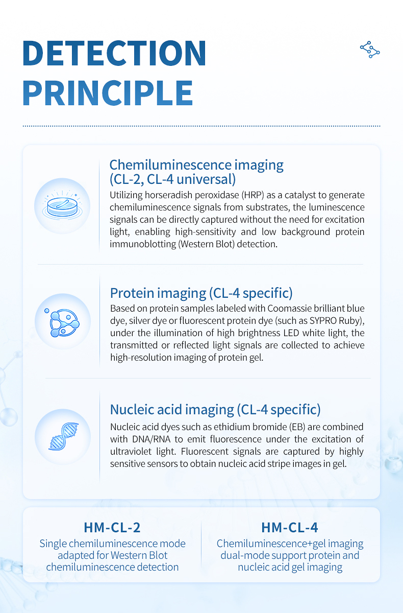 Workflow diagram comparing chemiluminescence protein and nucleic acid imaging